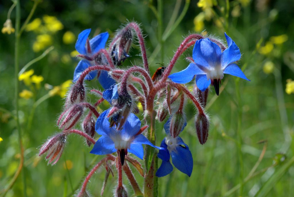Borago officinalis