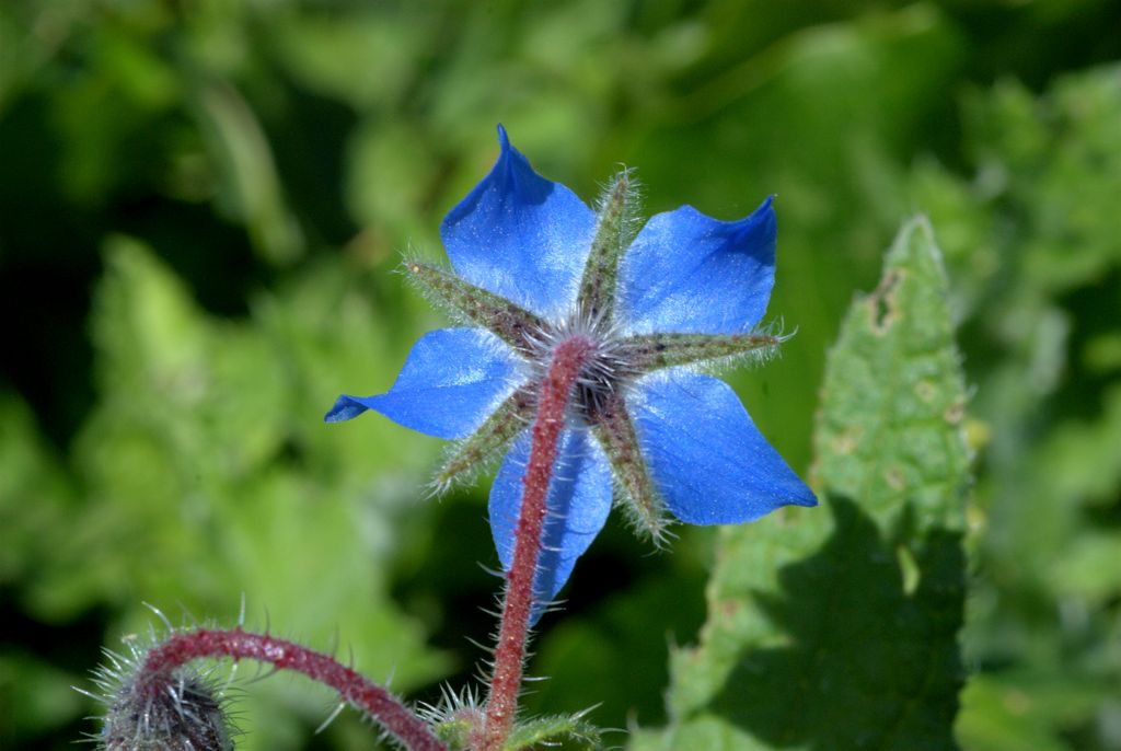Borago officinalis