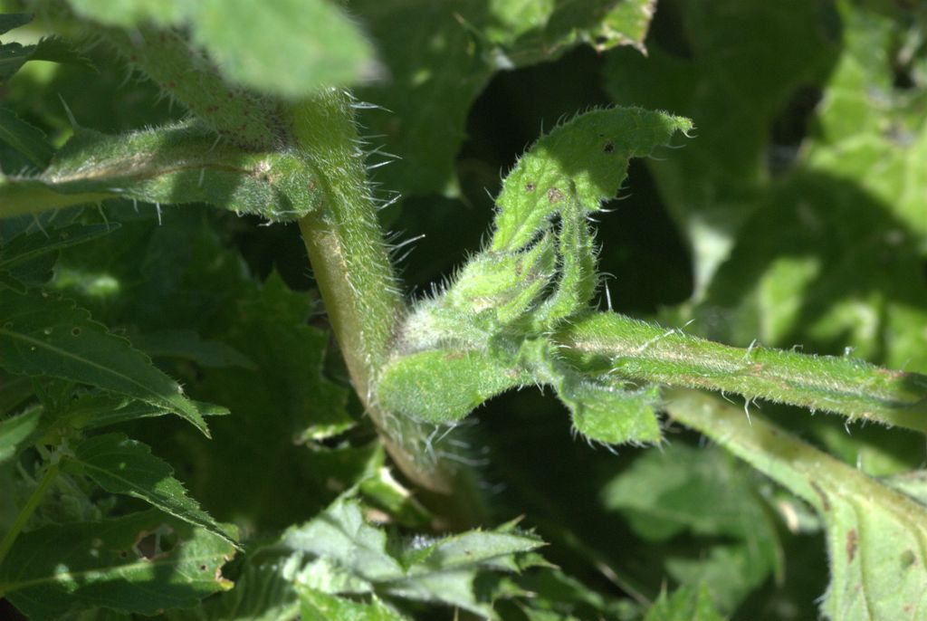 Borago officinalis