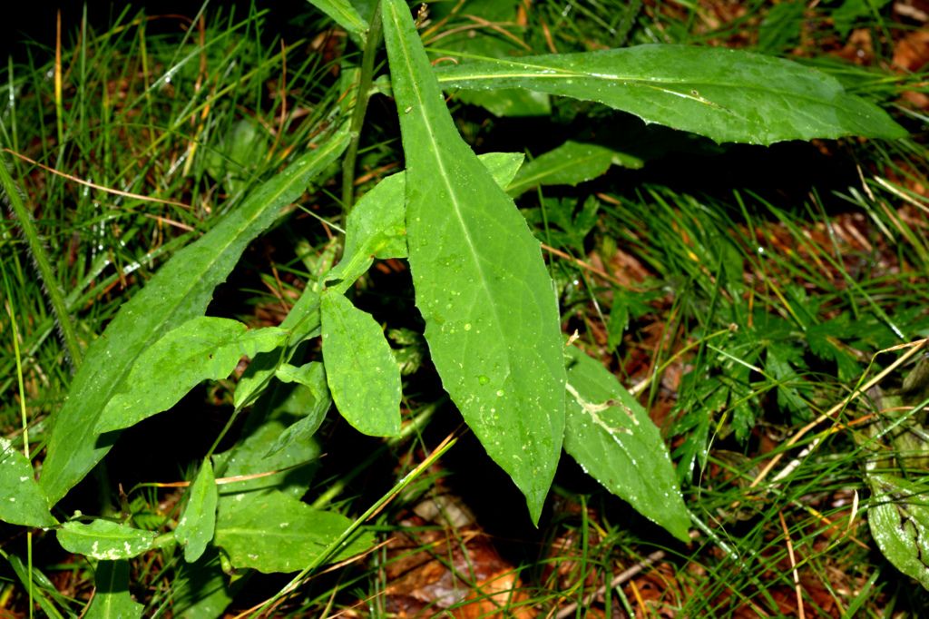 Prenanthes purpurea / Lattuga montana