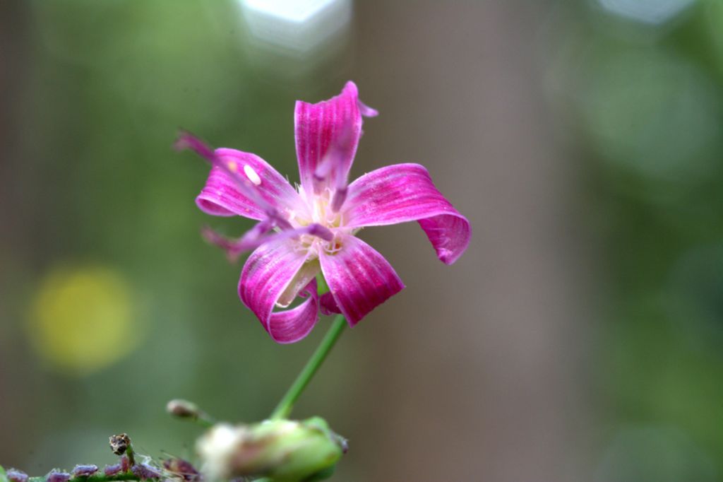 Prenanthes purpurea / Lattuga montana