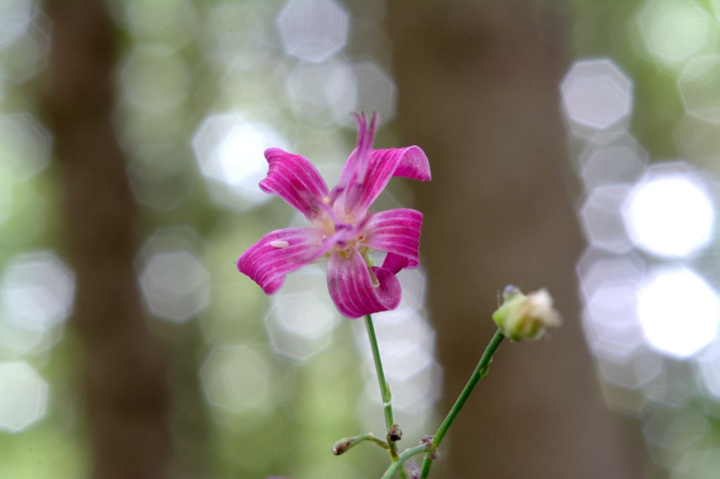 Prenanthes purpurea / Lattuga montana