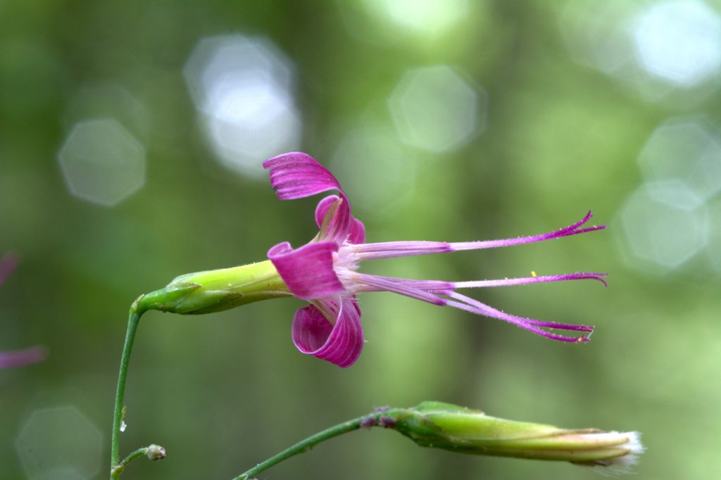 Prenanthes purpurea / Lattuga montana