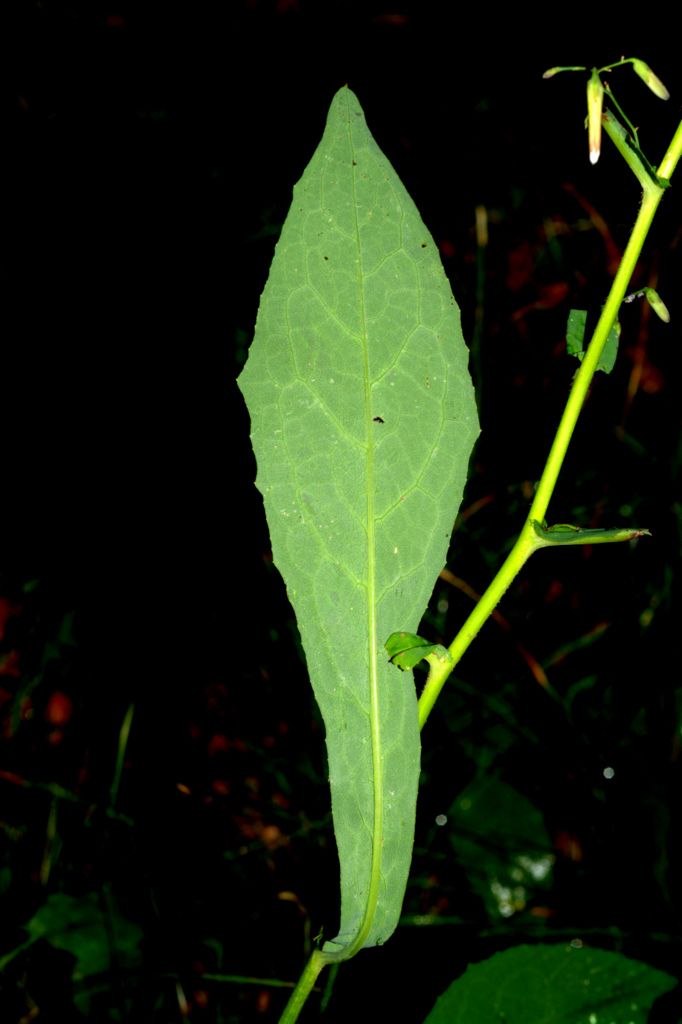 Prenanthes purpurea / Lattuga montana