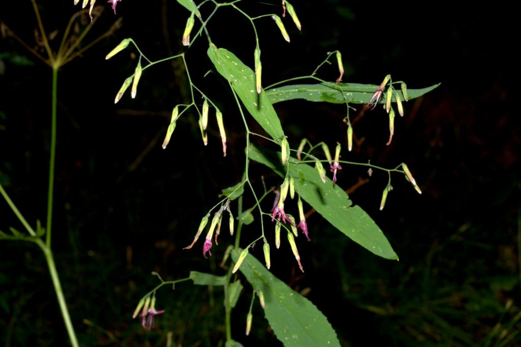 Prenanthes purpurea / Lattuga montana