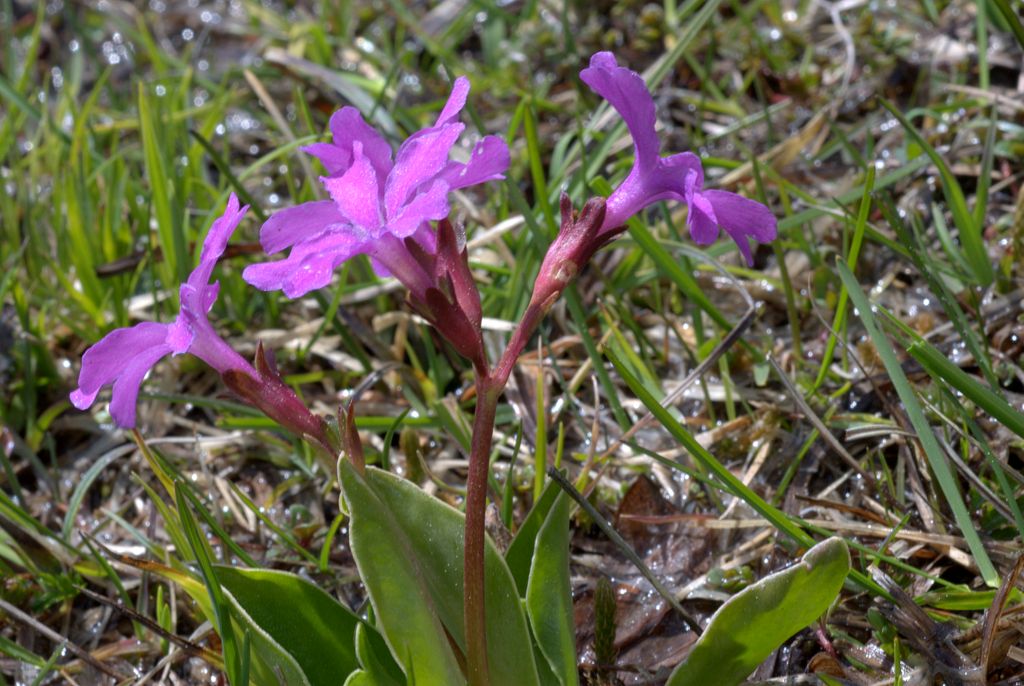 Primula quale?