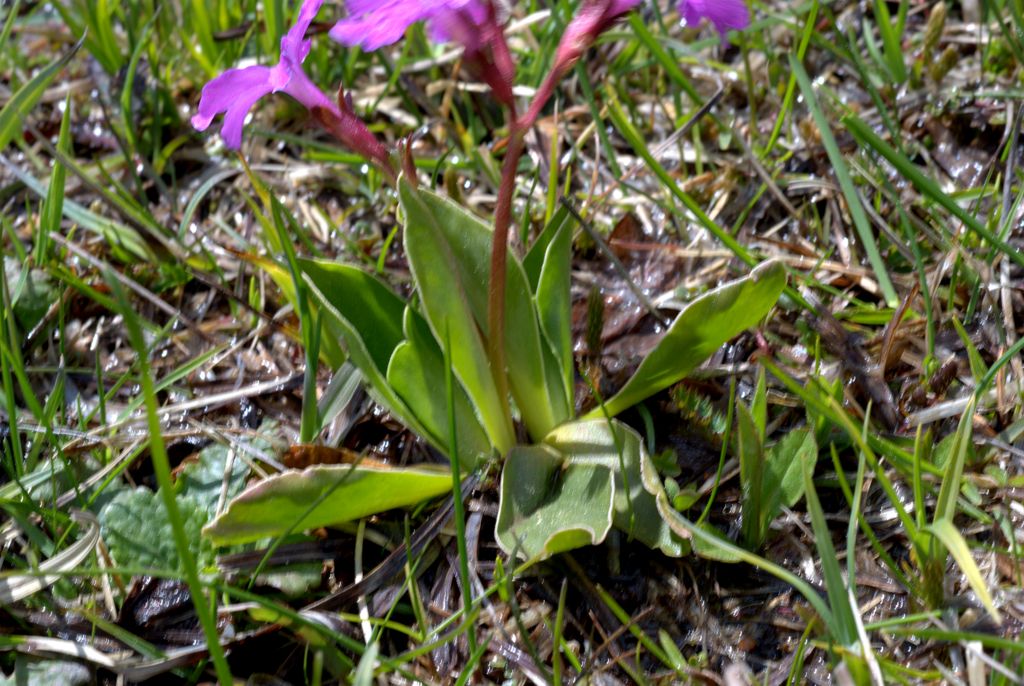 Primula quale?