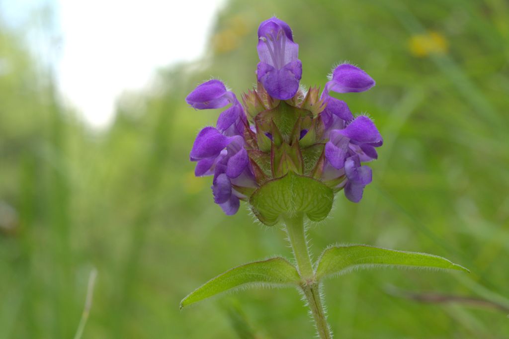 Prunella grandiflora / Prunella delle Alpi