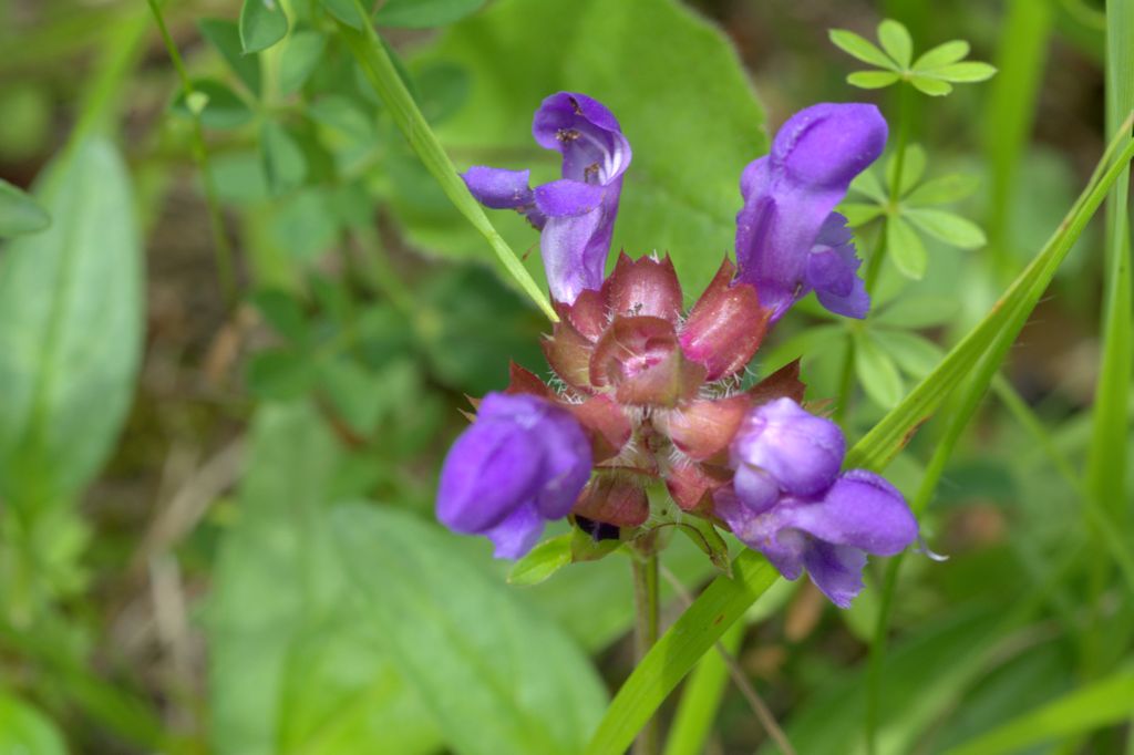 Prunella grandiflora / Prunella delle Alpi