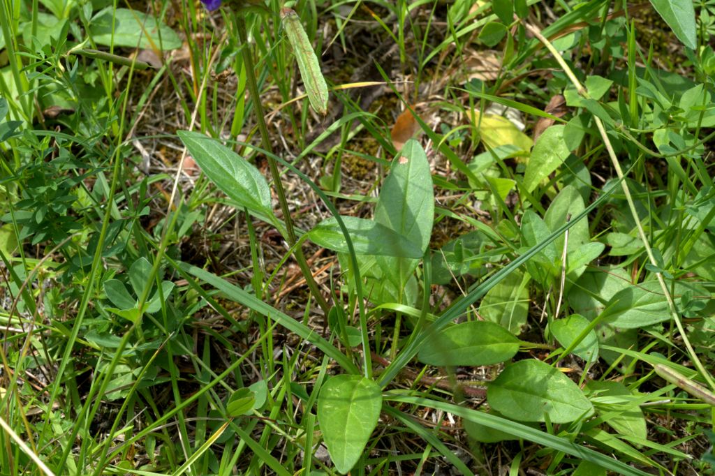 Prunella grandiflora / Prunella delle Alpi