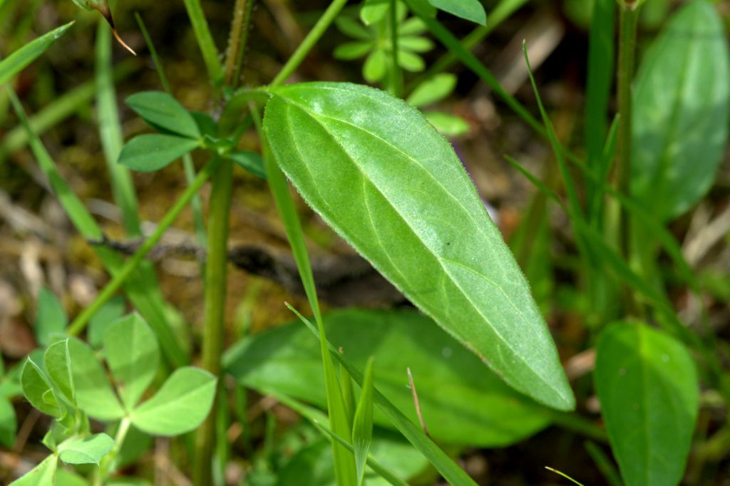 Prunella grandiflora / Prunella delle Alpi