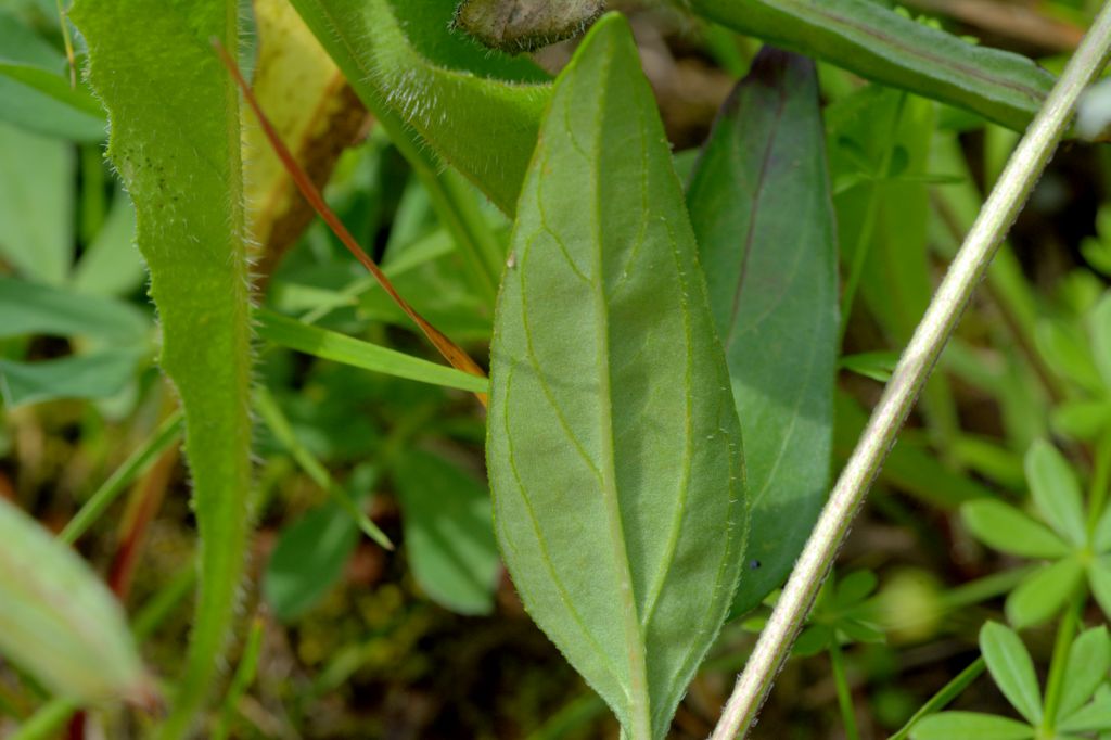 Prunella grandiflora / Prunella delle Alpi