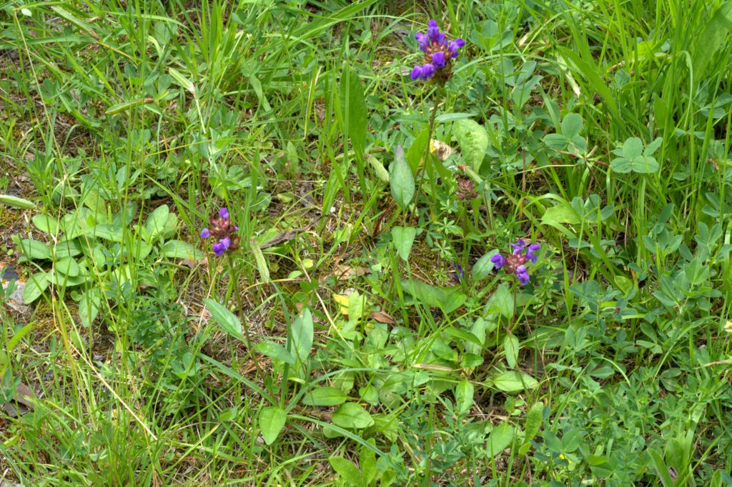 Prunella grandiflora / Prunella delle Alpi