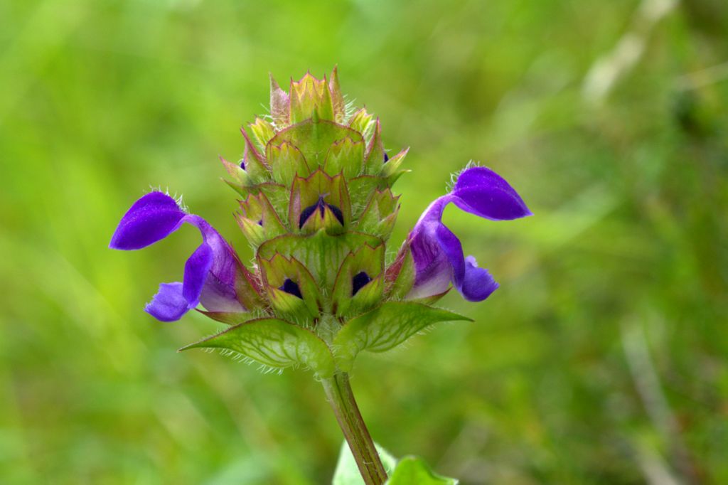 Prunella grandiflora / Prunella delle Alpi