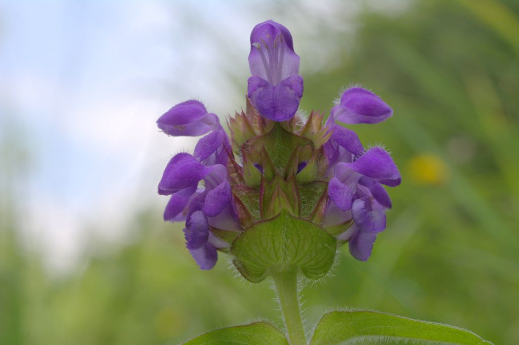 Prunella grandiflora / Prunella delle Alpi