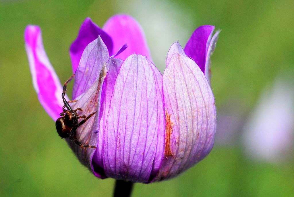 Synema globosum - Minervino (BT)