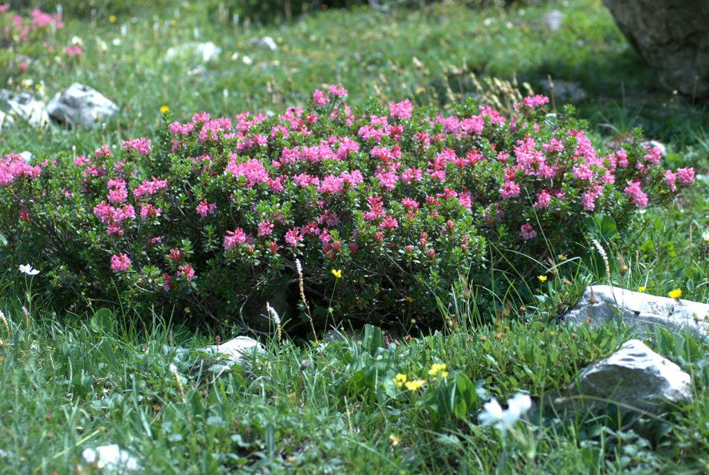 Rhododendron hirsutum