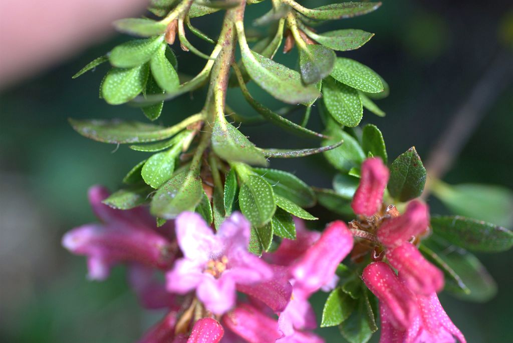 Rhododendron hirsutum