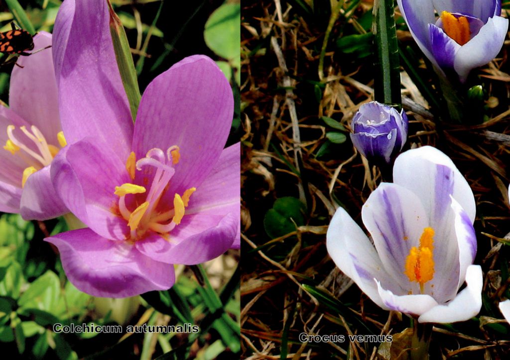 Colchico, o croco, oppure...- Colchicum sp. (Liliales Colchicaceae)