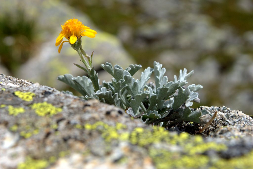 Jacobaea carniolica  (= Senecio incanus subsp. carniolicus) /Senecione della Carniola