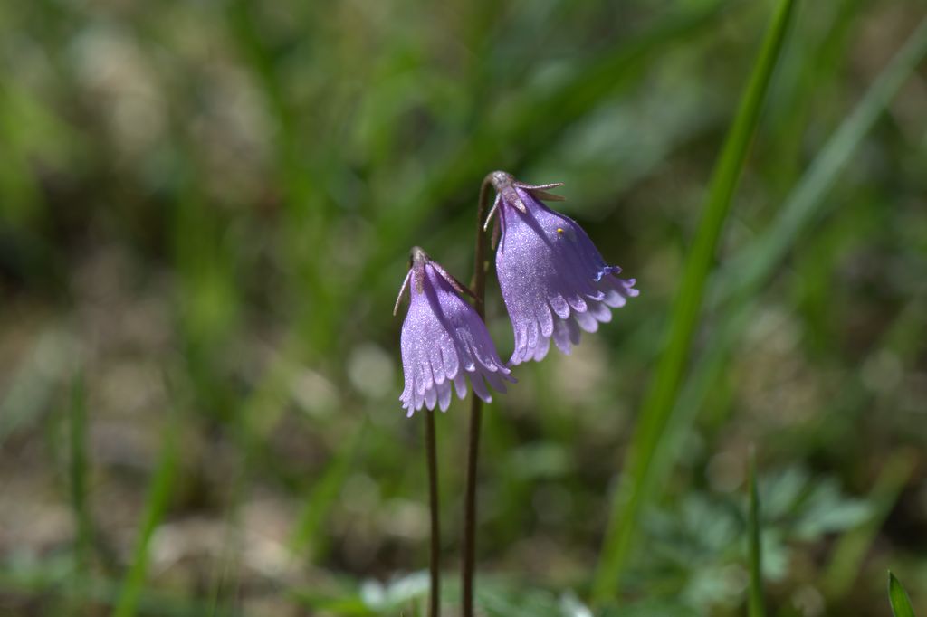 Soldanella pusilla