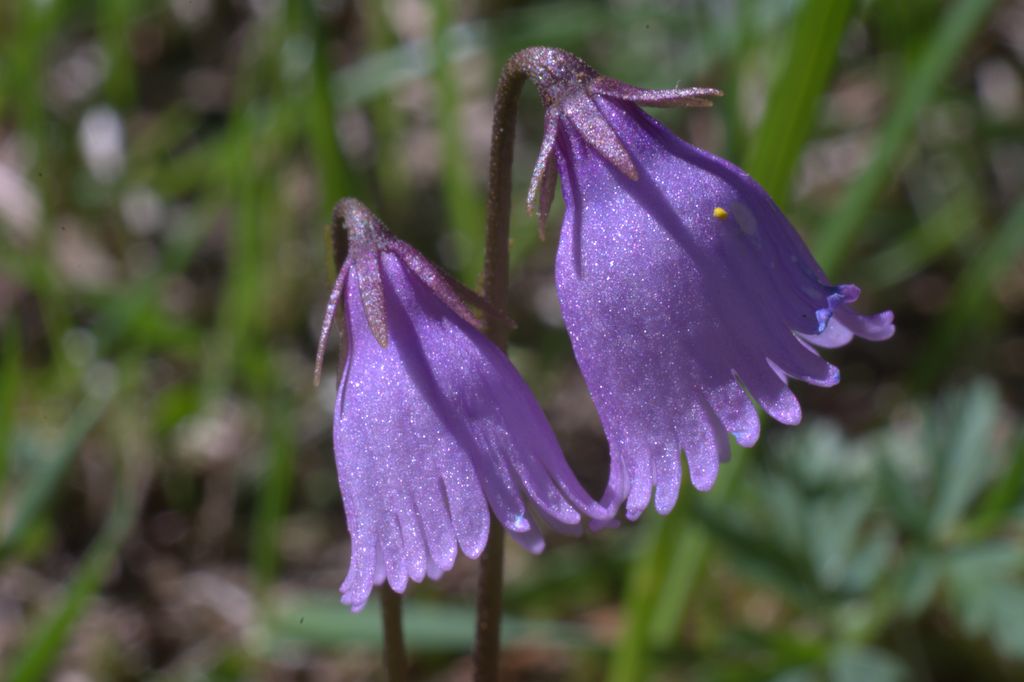 Soldanella pusilla