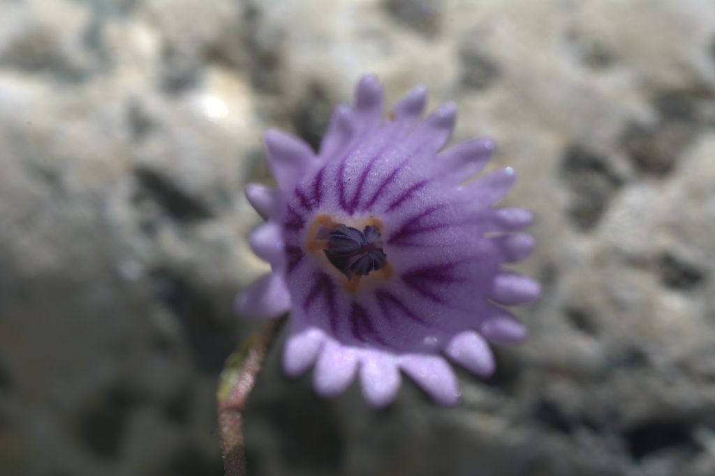 Soldanella pusilla