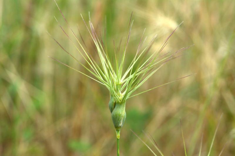 Aegilops  geniuculata