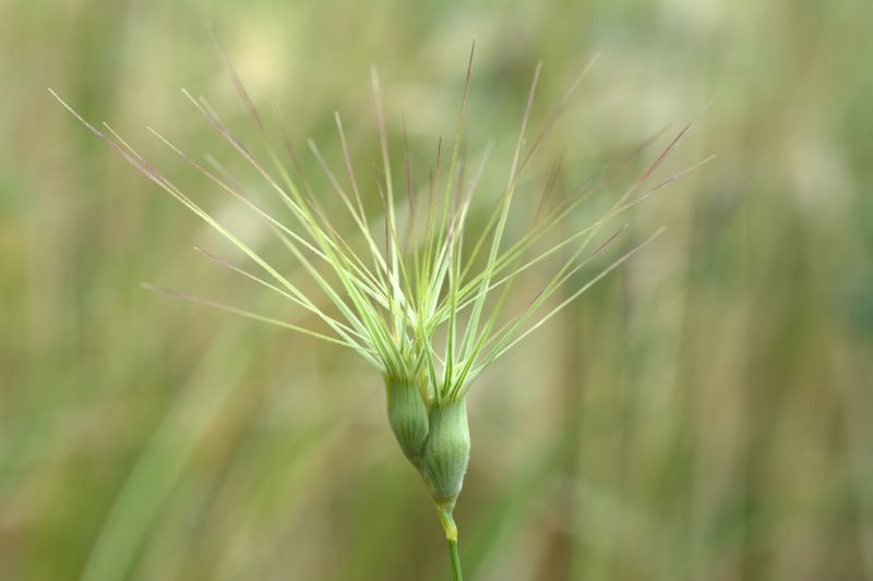 Aegilops  geniuculata