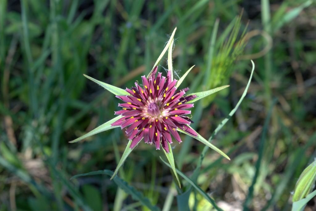 Tragopogon porrifolius / Barba di Becco violetta
