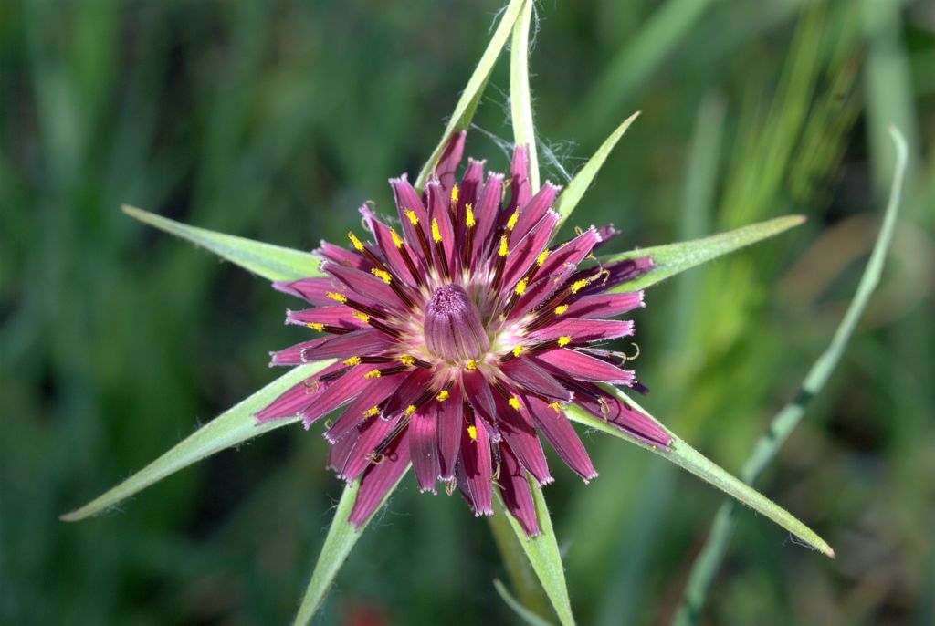 Tragopogon porrifolius / Barba di Becco violetta