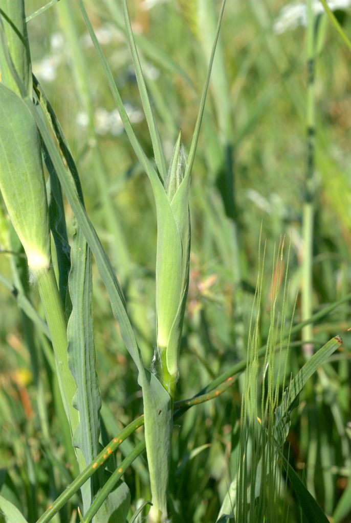 Tragopogon porrifolius / Barba di Becco violetta