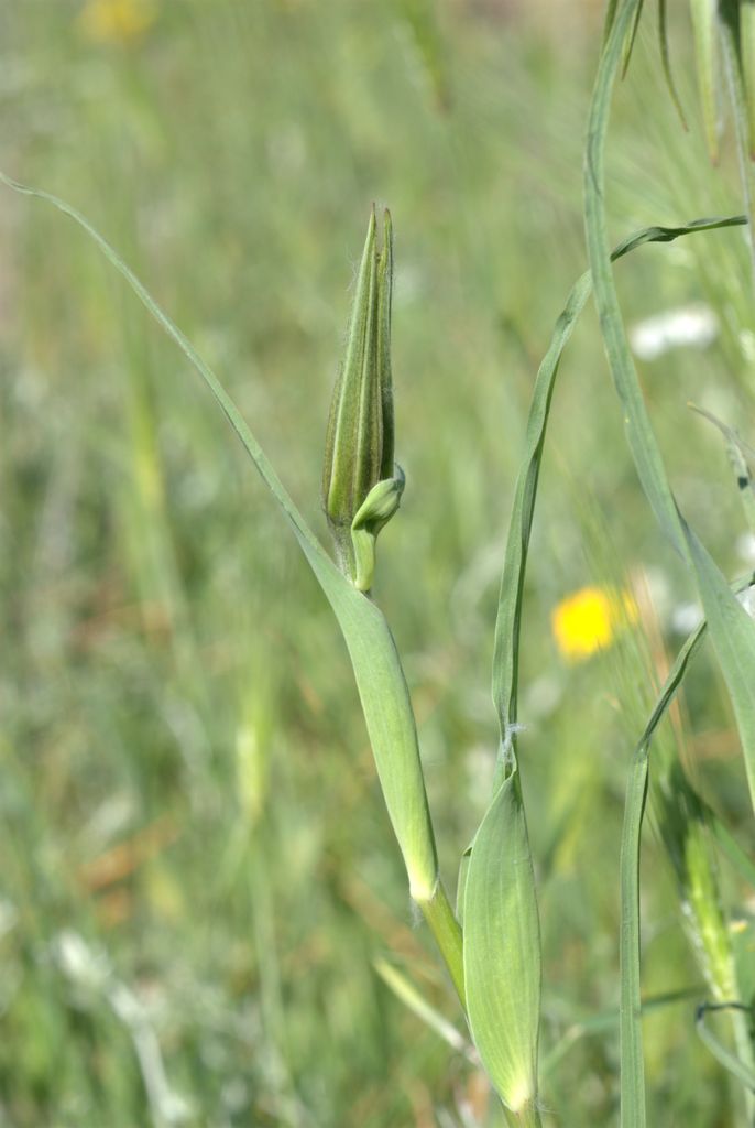Tragopogon porrifolius / Barba di Becco violetta