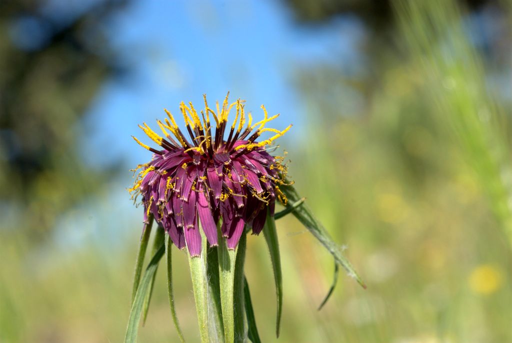 Tragopogon porrifolius / Barba di Becco violetta