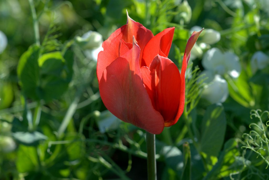 Tulipa raddii / Tulipano precoce