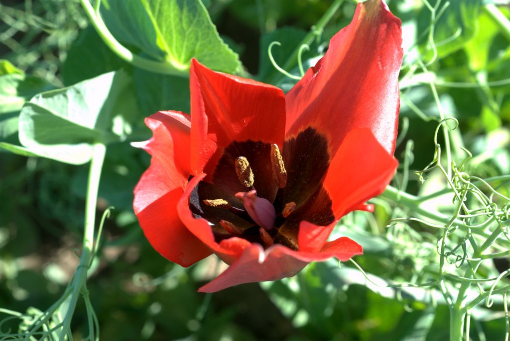 Tulipa raddii / Tulipano precoce