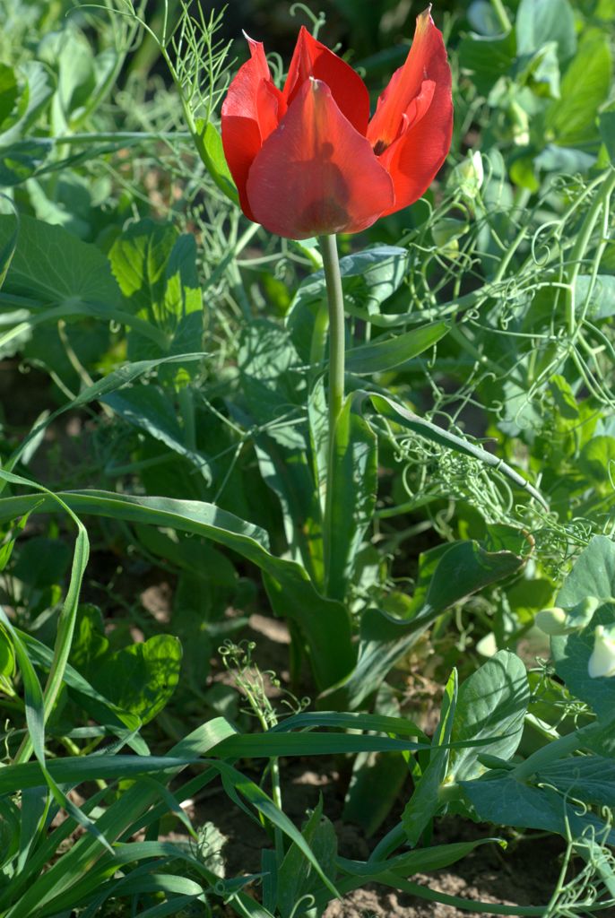 Tulipa raddii / Tulipano precoce
