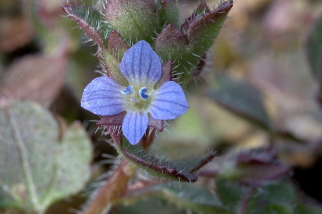 Veronica polita / Veronica lucida