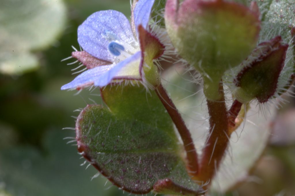 Veronica polita / Veronica lucida