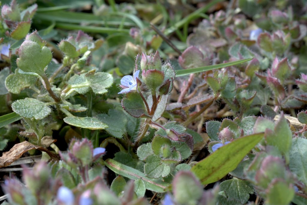Veronica polita / Veronica lucida
