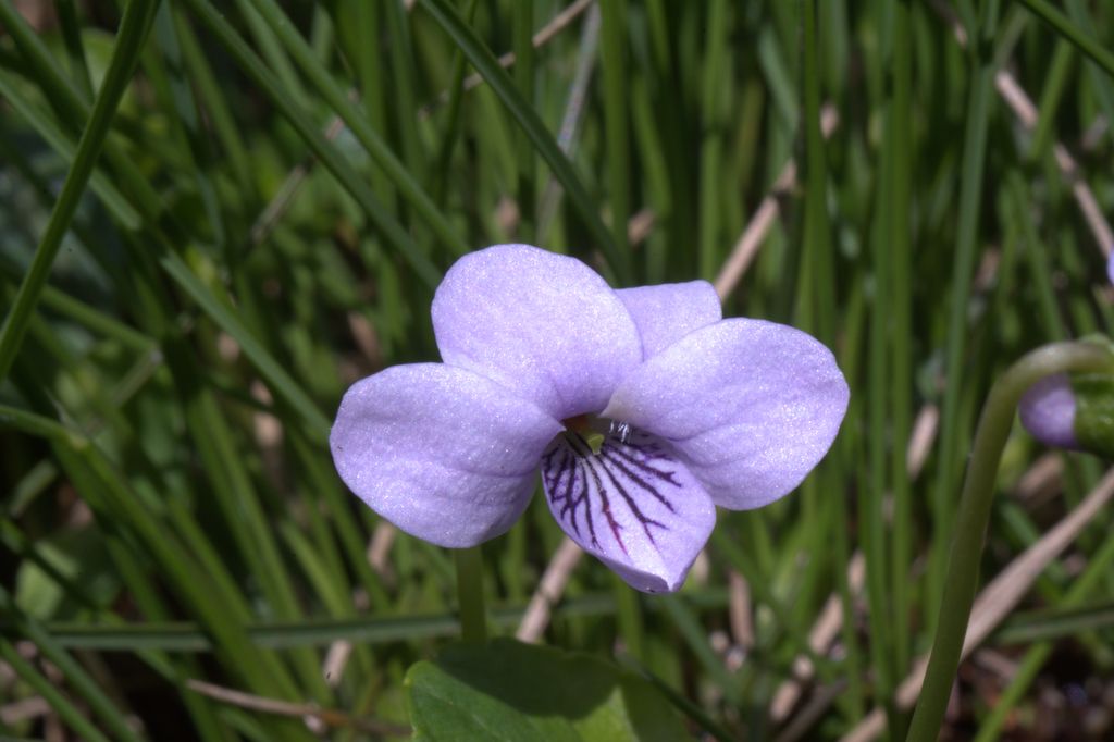 Viola palustris