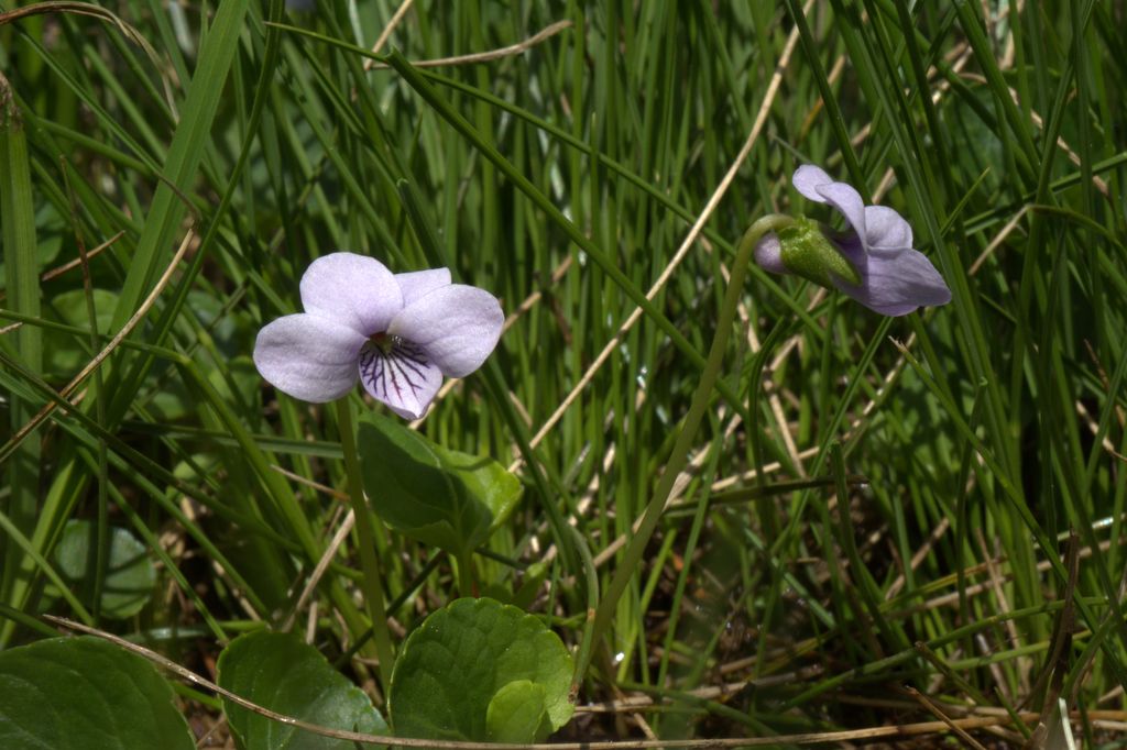 Viola palustris
