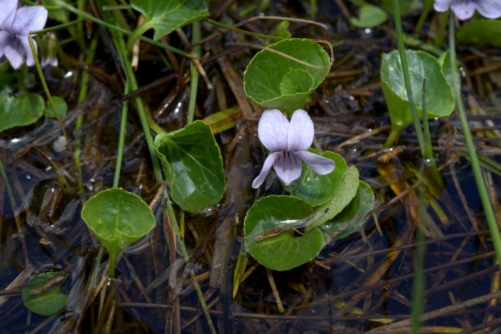 Viola palustris