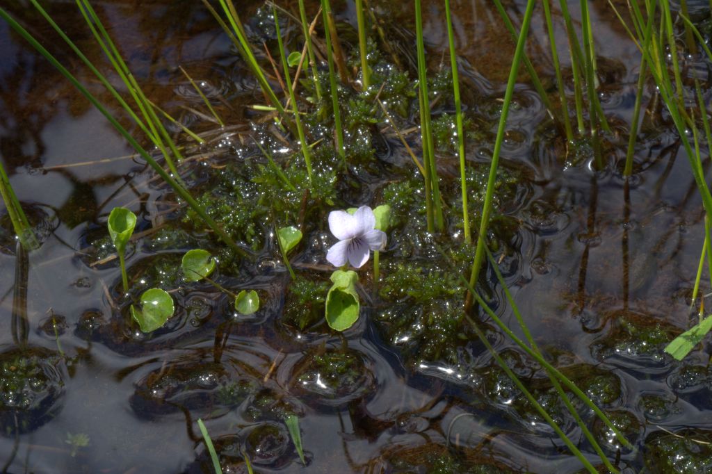 Viola palustris