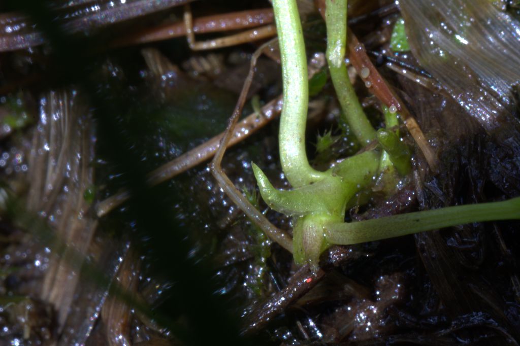 Viola palustris