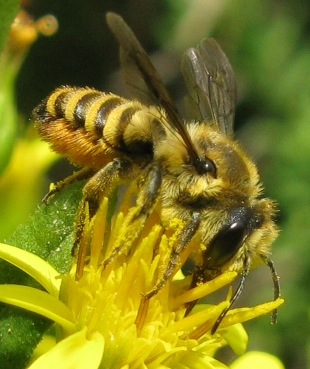 Megachile sp. coperto di polline