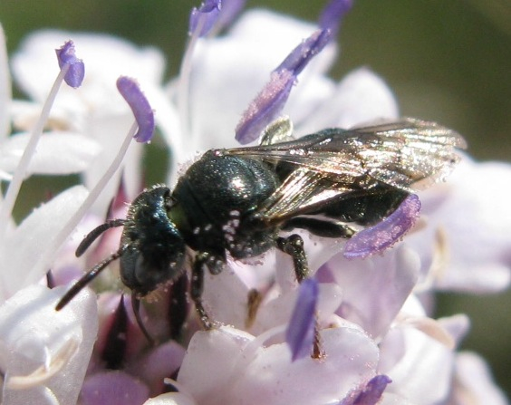 maschio ed femmina di Ceratina cucurbitina + Euceratina sp.