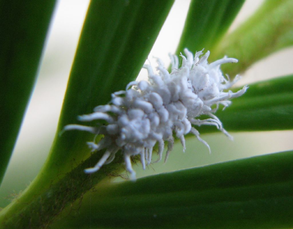 Coccinellidae: Cryptolaemus montrouzieri