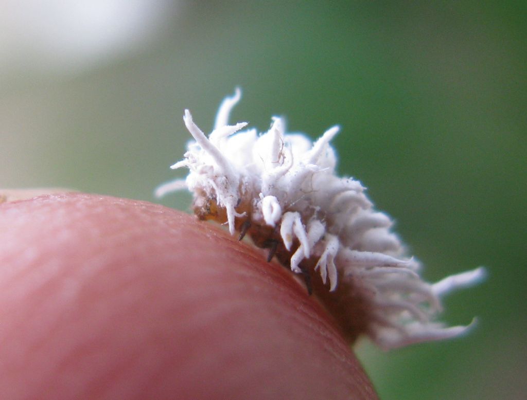 Coccinellidae: Cryptolaemus montrouzieri