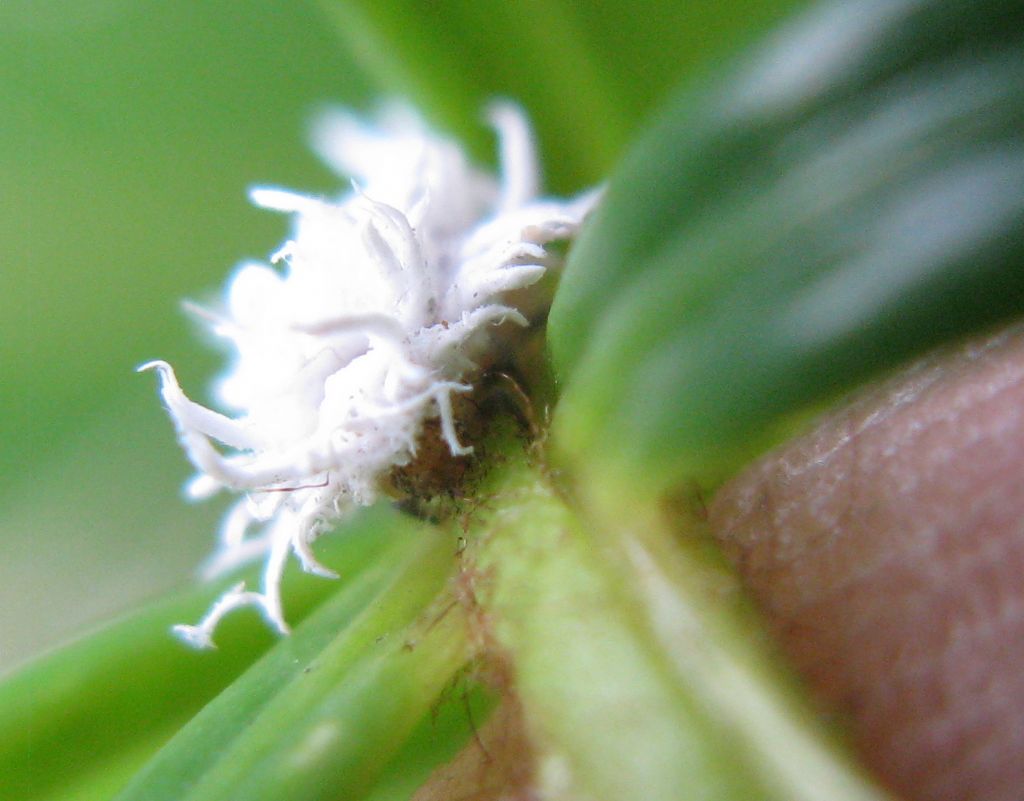 Coccinellidae: Cryptolaemus montrouzieri